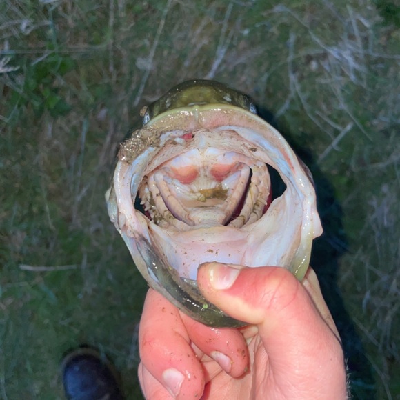 Meet your Posher, Chris - Picture 1 of 1